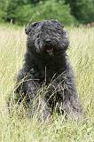 BOUVIER DES FLANDRES 034